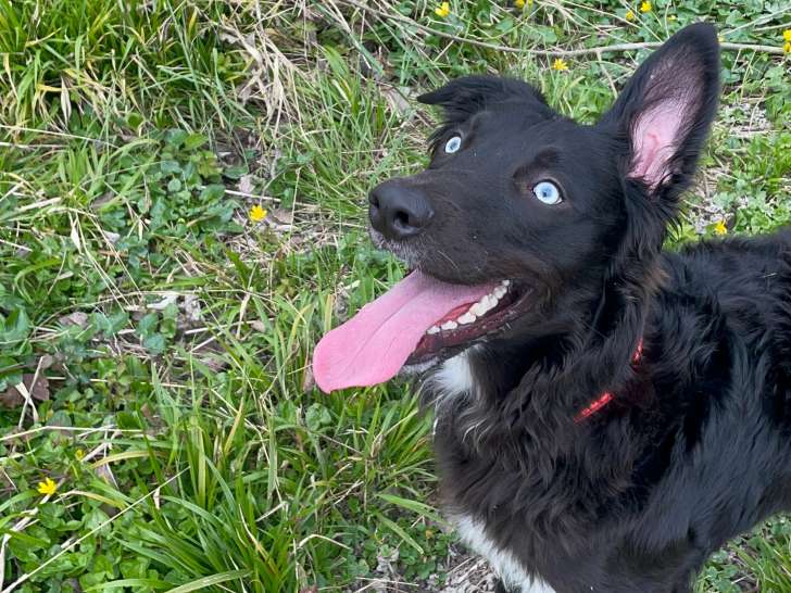 Mâle Golden Retriever disponible pour saillie