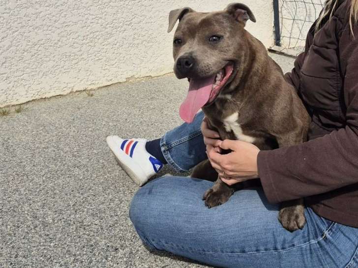 Un chiot femelle Staffordshire Bull Terrier LOF bleue disponible à la vente