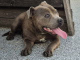 Un chiot femelle Staffordshire Bull Terrier LOF bleue disponible à la vente