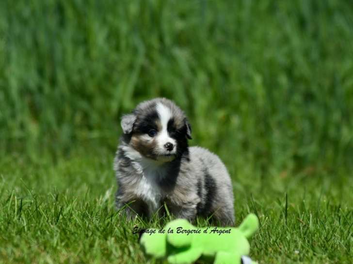 6 chiots Bergers Américains Miniatures LOF à réserver