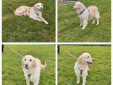 Chienne Cocker Anglais fauve LOF de 3 ans à vendre