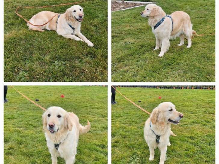 Chienne Cocker Anglais fauve LOF de 3 ans à vendre