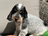 Des chiots Cockers Anglais LOF disponibles à la réservation