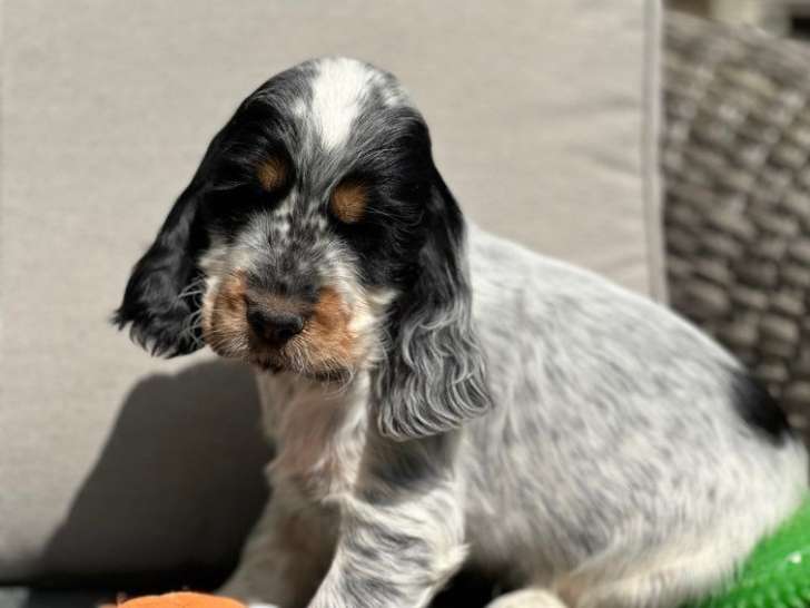 Des chiots Cockers Anglais LOF disponibles à la réservation