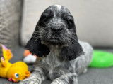 Des chiots Cockers Anglais LOF disponibles à la réservation