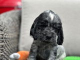 Des chiots Cockers Anglais LOF disponibles à la réservation