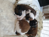 Chiots Shih Tzu à vendre