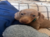 Chiots Teckel nains de couleur isabella à vendre