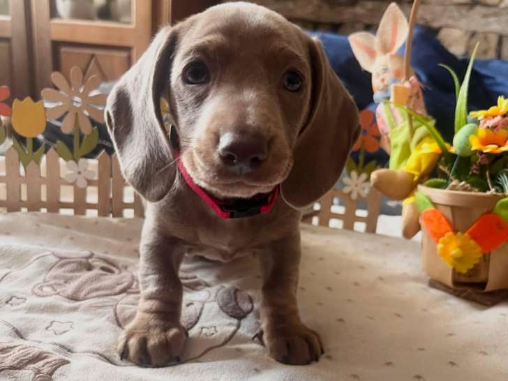 Milo