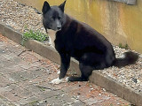 Mâle Chien d'Ours de Carélie disponible pour saillie