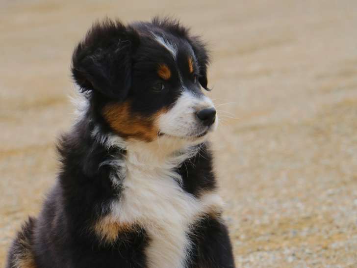 Chiots Berger Australien LOF à vendre