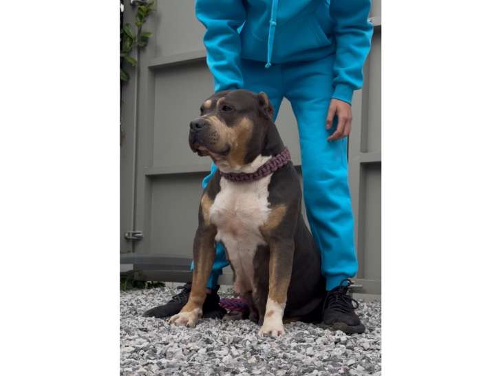 Femelle American Bully à placer pour retraite