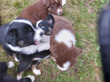 Chiots de race Berger Australien à vendre (5 femelles & 5 mâles)