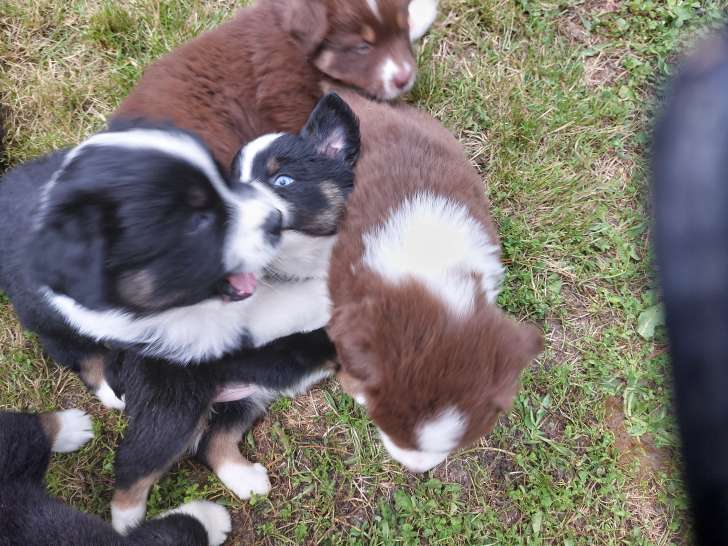 Chiots de race Berger Australien à vendre (5 femelles & 5 mâles)