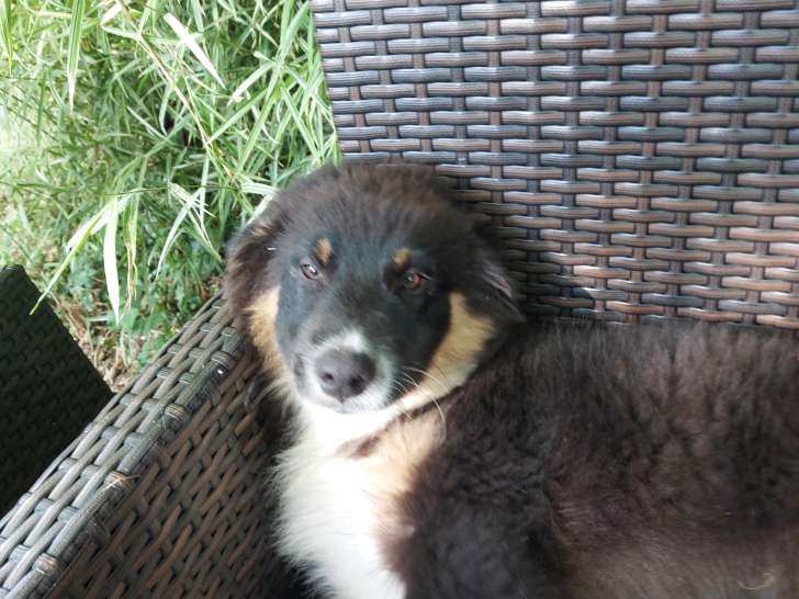 Chiots de race Berger Australien à vendre (5 femelles & 5 mâles)