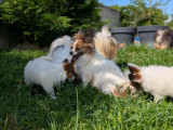 Chiots Epagagneul Nain Continental Papillon LOF