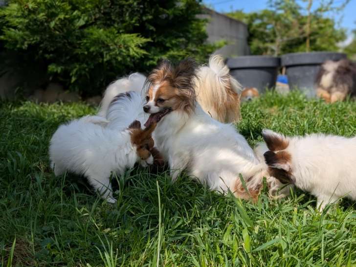 Chiots Epagagneul Nain Continental Papillon LOF