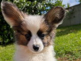 Chiots Epagagneul Nain Continental Papillon LOF