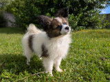 Chiots Epagagneul Nain Continental Papillon LOF