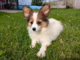 Chiots Epagagneul Nain Continental Papillon LOF