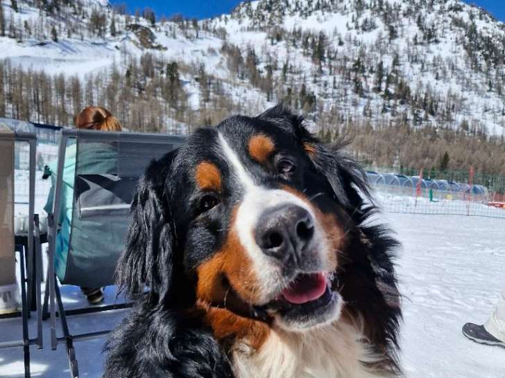 Mâle Bouvier Bernois LOF disponible pour saillie