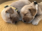 Chiots mâles Cocker Anglais golden avec pedigree à vendre