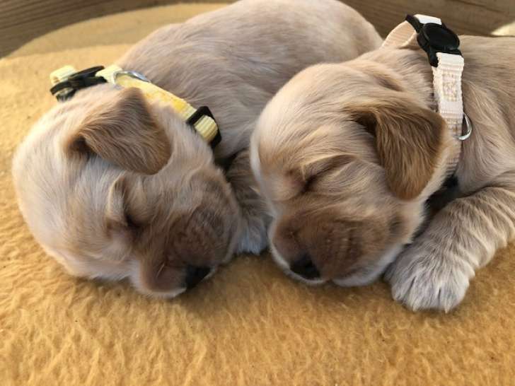 Chiots mâles Cocker Anglais golden avec pedigree à vendre
