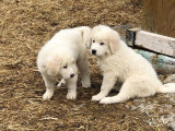 Chiots de race Chien de Montagne des Pyrénées à vendre (2 femelles & 4 mâles)