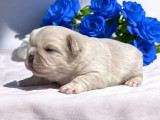 Chiots Bouledogue Français fluffy à vendre