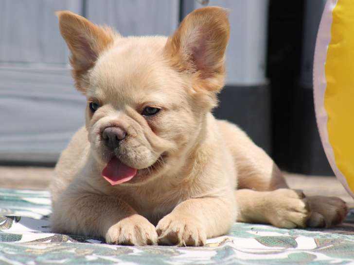 Chiots Bouledogue Français fluffy à vendre