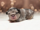 Chiots Bouledogue Français exotiques à vendre