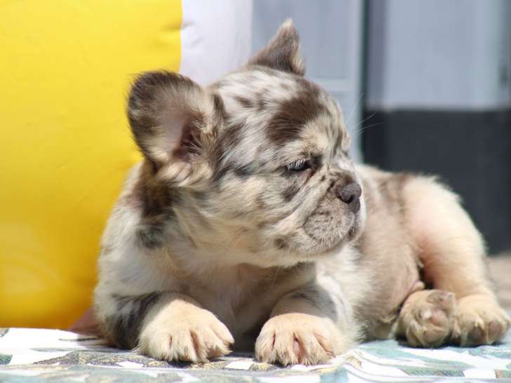 Chiots Bouledogue Français exotiques à vendre