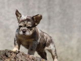 Chiots Bouledogue Fran&ccedil;ais exotiques &agrave; vendre