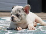 Chiots Bouledogue Fran&ccedil;ais exotiques &agrave; vendre