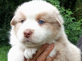 Magnifiques chiots Berger Australien LOF à vendre