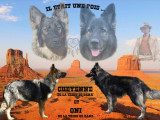 Chiots Altdeutscher Schäferhund à naître