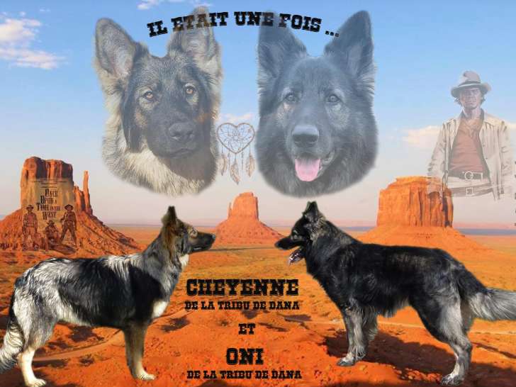 Chiots Altdeutscher Schäferhund à naître