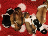 Chiots Bichons Havanais LOF à vendre