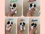 Chiots Jack Russell Terrier LOF à vendre
