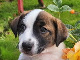 Chiots Jack Russell Terrier LOF à vendre