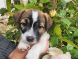 Chiots Jack Russell Terrier LOF à vendre