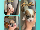 Chiots Jack Russell Terrier LOF à vendre