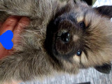 Chiots Spitz Nain à vendre