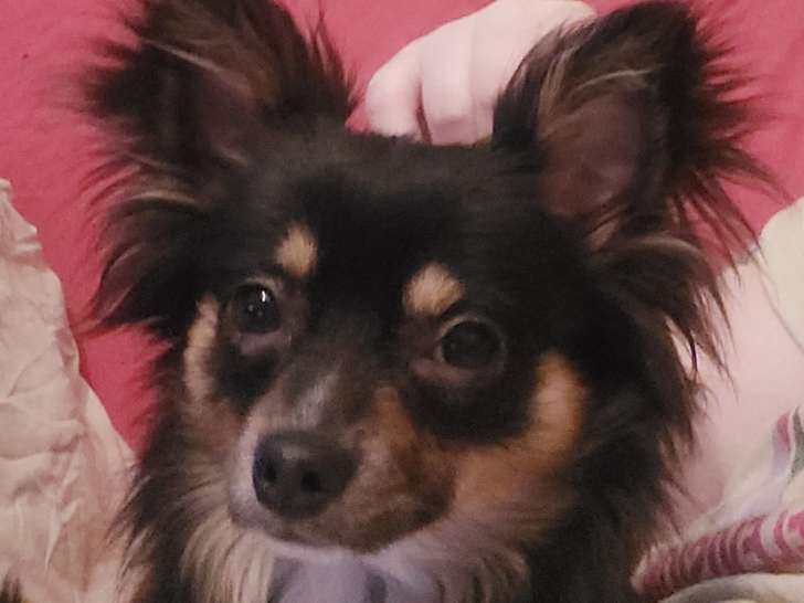 Mâle Chihuahua noir et feu pour saillie sur Liège et Verviers