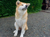 Chienne Akita Inu à donner