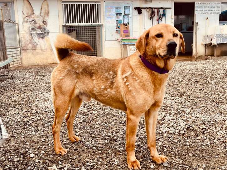 Roméo, chien à adopter