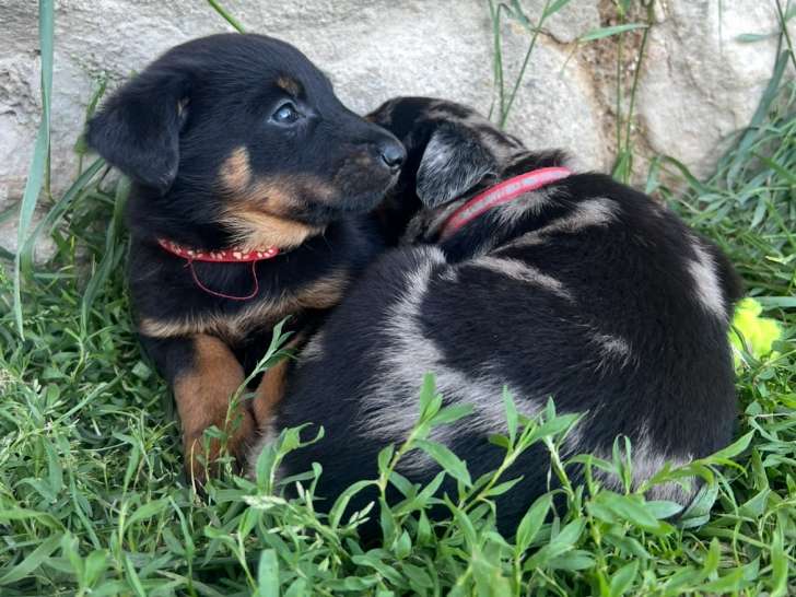 Chiots de race Beauceron à vendre (4 femelles & 2 mâles)
