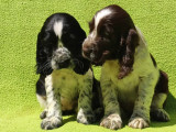 Chiots English Springer LOF à vendre