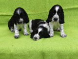 Chiots English Springer LOF à vendre