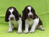 Chiots English Springer LOF à vendre
